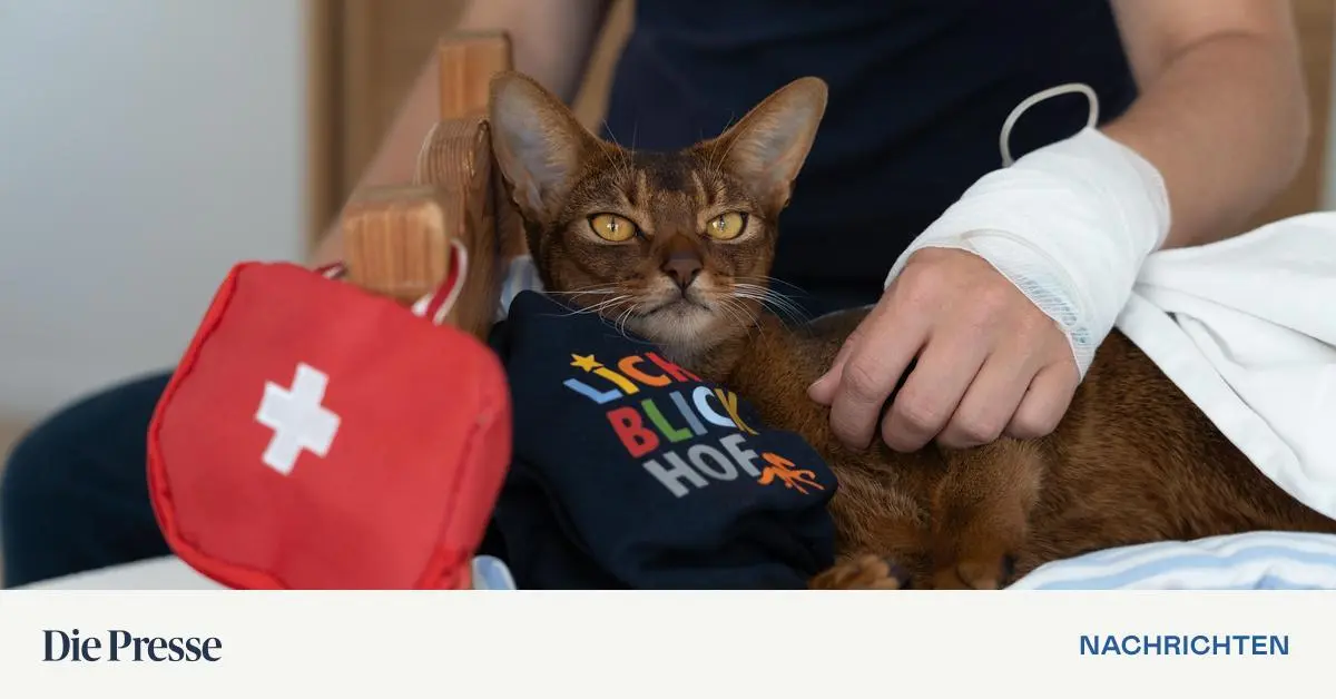 Tiergest-tzte-Therapie-Katzen-werden-sehr-untersch-tzt-