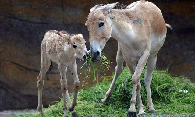 Tierschützer warnen, die hohe Nachfrage in China werde die Eselsbestände stark schrumpfen lassen