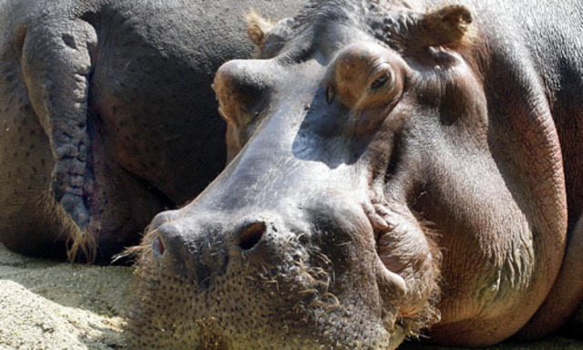 Operationen gewichtigeren