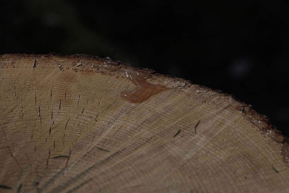 Wegen der gewachsten Nadeln duftet die Nordmannstanne zum Beispiel kaum. Mit einem kleinen Schnitt oder Nadelstich in die Rinde wird jede Edeltanne zum Duftbaum.