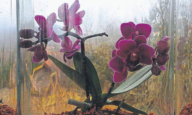 Orchidee im Gurkenglas