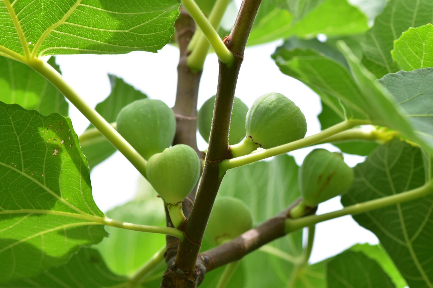 Beyond the Fruit: What Makes Fig Leaves Special in the Kitchen