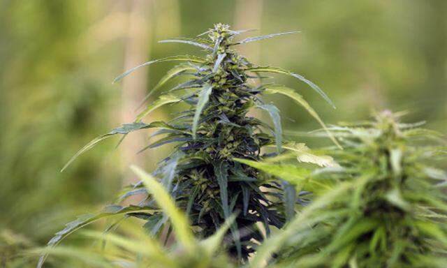 Eine Cannabis-Plantage.
