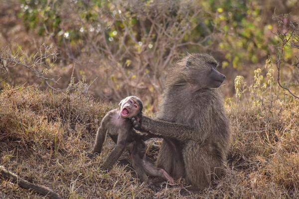 Der kenianische Fotograf Benard Omwaka hat Paviane im Lake Nakuru Nationalpark abgelichtet. Auf dem Bild „Cheeky Baboon“ ist ein kleiner Pavian zu sehen, der der Pflege seiner Mutter entkommen will. 
