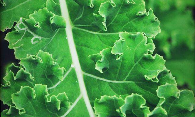 Ewiger Kohl ist einer der vielen winterharten Gemüsepflanzen.