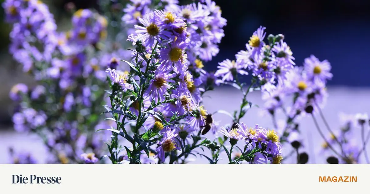 Versuchen-Sie-Myrthen-Astern-zu-bekommen-premium-