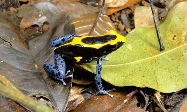 <em>Dendrobates tinctorius</em> (Färberfrosch) im Regenwald von Französisch-Guyana.