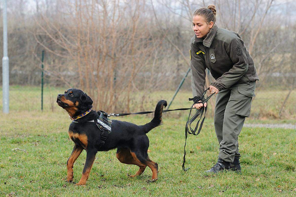 Etwa 40 Bedienstete kümmern sich in Kaisersteinbruch um Zucht, Aus-, Fort-, und Weiterbildung, Einsatzvorbereitung und Verwaltung aller Hundes des Bundesheers.