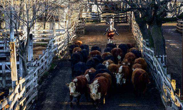 Rinder werden auf den Markt in Buenos Aires, Argentinien, getrieben.