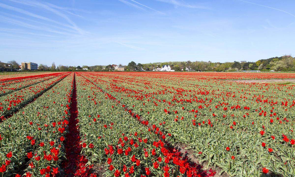 Gleichauf liegt die ebenfalls niederländische Region Flevoland. Die Tulpenzucht spielt hier eine große Rolle.