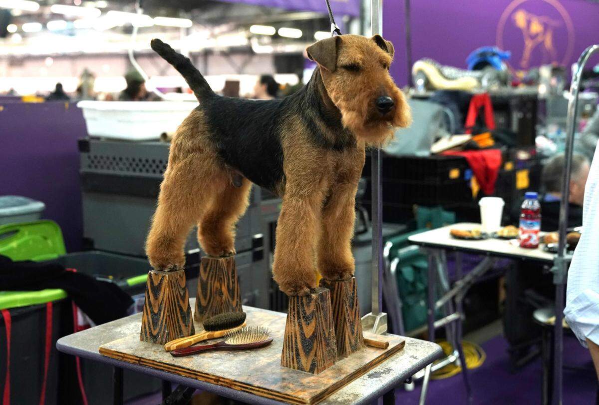 Das Trimmen der Beine ist bei diesem Welsh Terrier etwa wichtig.