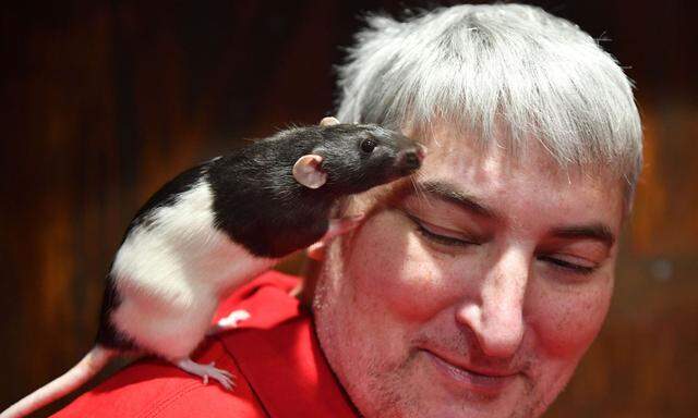 Ratten können angeblich sehr zärtlich sein