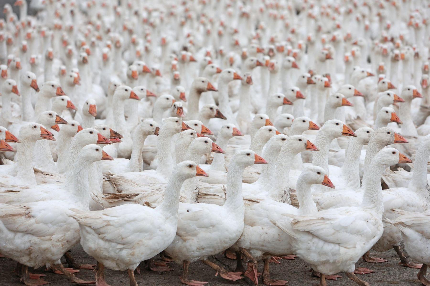 Bird flu detected at Steyr operation involving 700 geese