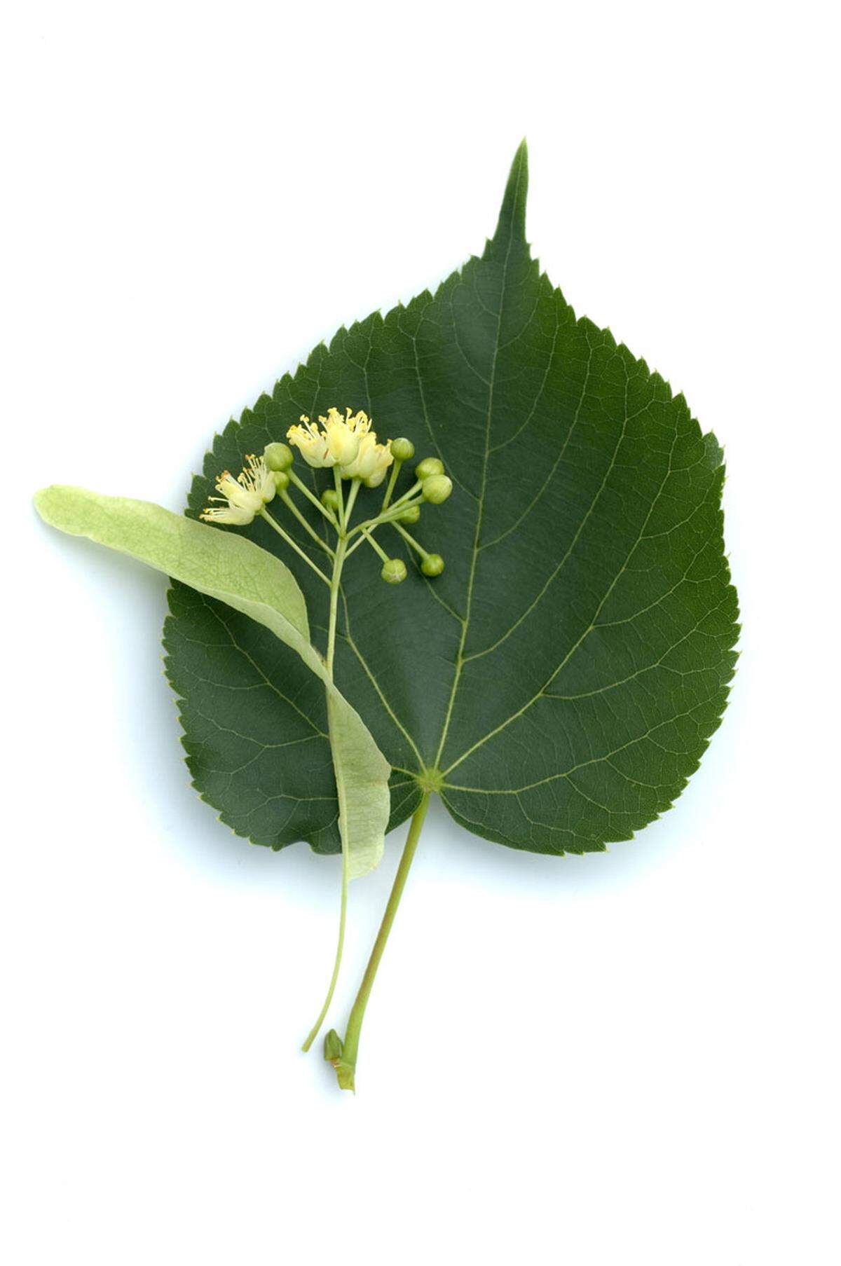 Trockene Haut könnte man mit einem Gesichtswasser aus Lindenblütensud, Rosenwasser (zu gleichen Teilen) und einem Teelöffel Honig unterstützen.