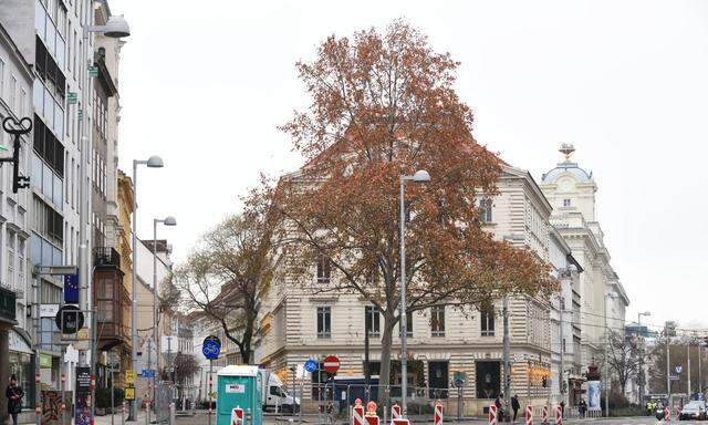 Platane vor dem Cafe Eiles 