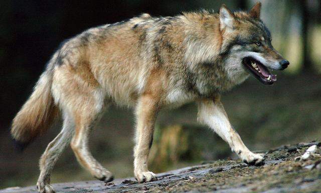 Die Landesregierung bezeichnet den Abschuss des Wolfes als wichtiges Signal.