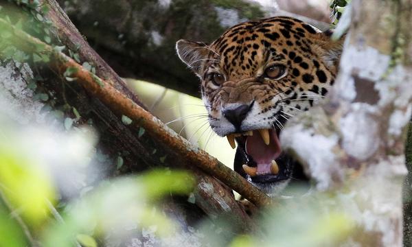 Das Amazonasgebiet ist Lebensraum für dutzende Tiere, wie dieses Jaguarweibchen.