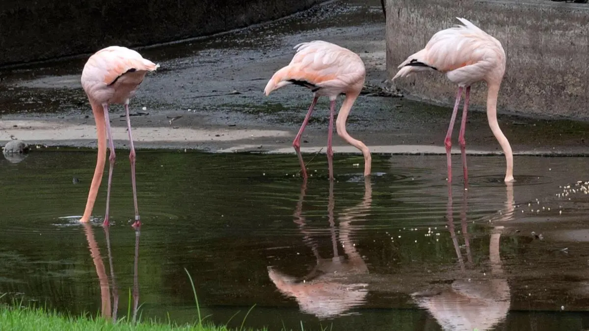 Fuchs riss fast gesamte Flamingo-Kolonie im Zoo Schönbrunn – DiePresse.com