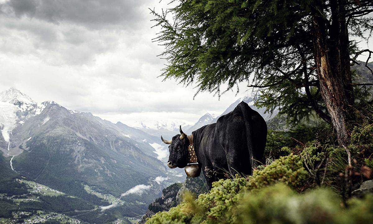 "Seit etwa 10.000 bis 12.000 Jahren leben wir Menschen mit Rindern, von Rindern und in manchen Gegenden auch für Rinder", schreibt der 72-Jährige. Im Bild: Ein Eringer, das vor allem im Schweizer Kanton Wallis beheimatet ist. Es zählt zu der kleinsten Rinderrassen Europas. Etwa 13.500 Exemplare gibt es.