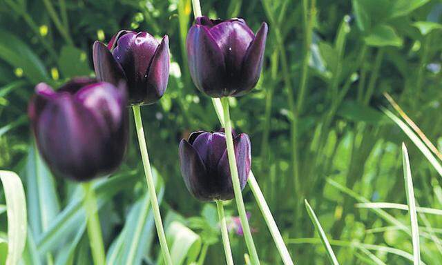 Die Tulpen haben das Trockenjahr 2015 nicht nur überlebt, sie haben offenbar sogar davon profitiert.