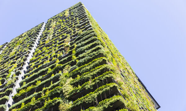Auch über die Außenmauern gelangt Sommerhitze ins Innere. Eine Möglichkeit für Eigenheimbesitzer, die Sonnenstrahlen von der Hauswand fernzuhalten, ist eine Begrünung der Fassade.