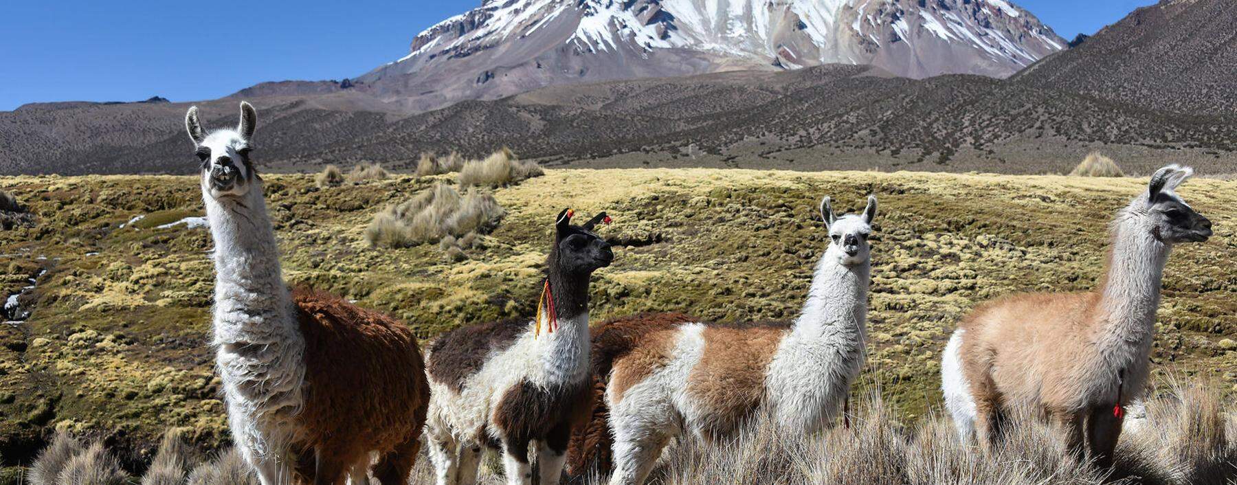 Lamas lama glama vor Vulkan Sajama mit Schnee bedeckt Sajama Nationalpark Altiplano Bolivien
