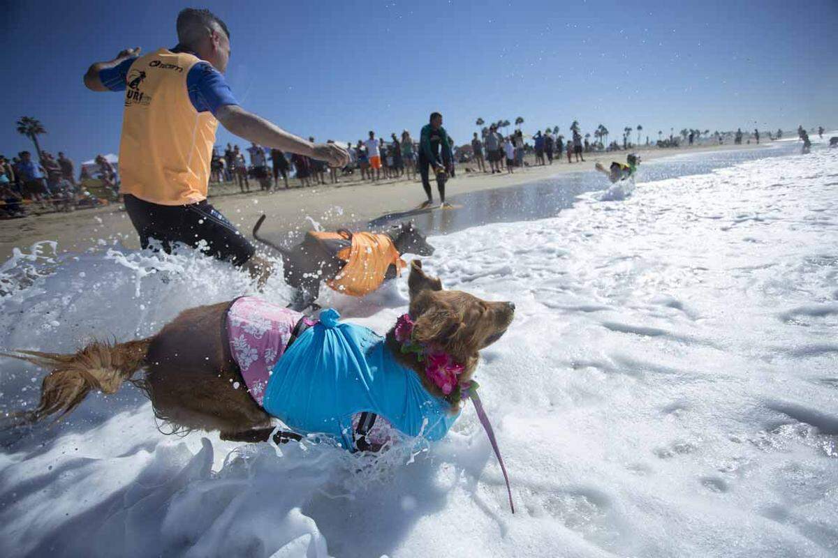 Bereits zum achten Mal fand am kalifornischen Huntington Beach das Surf City Dog Event statt. Vierbeinige Surfer und ihre menschlichen Mitstreiter reiten bei dem Charity-Event die Wellen.