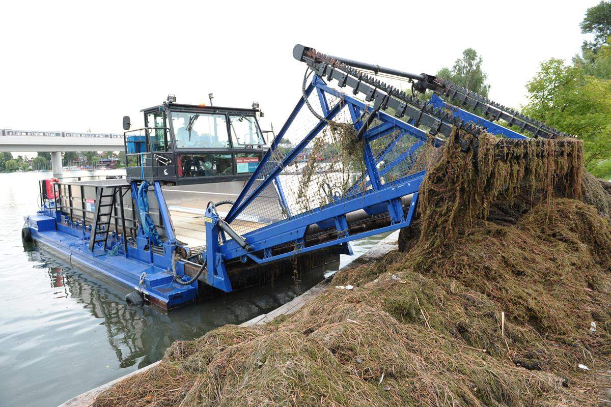 "Im vorletzten Jahr haben wir insgesamt 1800 Tonnen Wasserpflanzen herausgeholt", erläutert der Kapitän. "Da war ich täglich ab sechs Uhr Früh im Einsatz und das Boot war in einer Stunde voll."