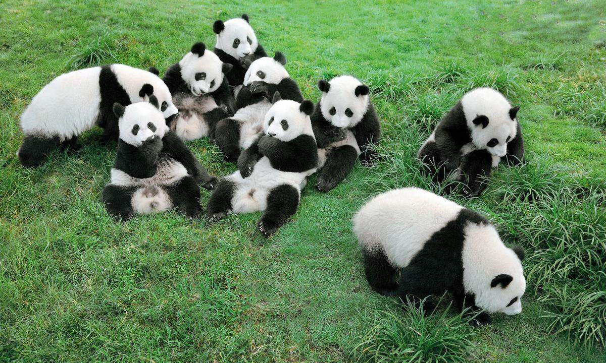 Pandas sind stets ein Publikumsmagnet in den Tiergärten. Man könnte dafür aber auch direkt in die Heimat der Tiere fahren, nach China. Etwa nach Chengdu in der Provinz Sichuan, wo die Research Base of Giant Panda Breeding an die hundert Tiere beheimatet. Große Pandas leben hier auf mehr als 250 Hektar. Die Forschungsstation betreibt ein erfolgreiches Zuchtprogramm, sodass immer wieder hier geborene Tiere ausgewildert werden können. Die Panda Base hat natürlich ihre Fans: Jährlich wollen 3,5 Millionen Touristen den Bären beim Spielen, Bambusfressen und Schlafen zusehen. Zuschauen kann man neuerdings auch aus der Ferne: Im Areal filmen 28  HD-Kameras mit und streamen rund um die Uhr Pandaalltag im Internet, von der „Kinderstube", dem Mutter-Kind-Garten bis zum Erwachsenenpark. En.ipanda.com/live