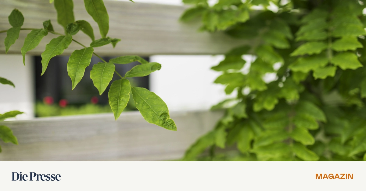 Grenzf-lle-im-Garten-Was-bei-Schattenwurf-L-rm-und-Grillgeruch-gilt-premium-