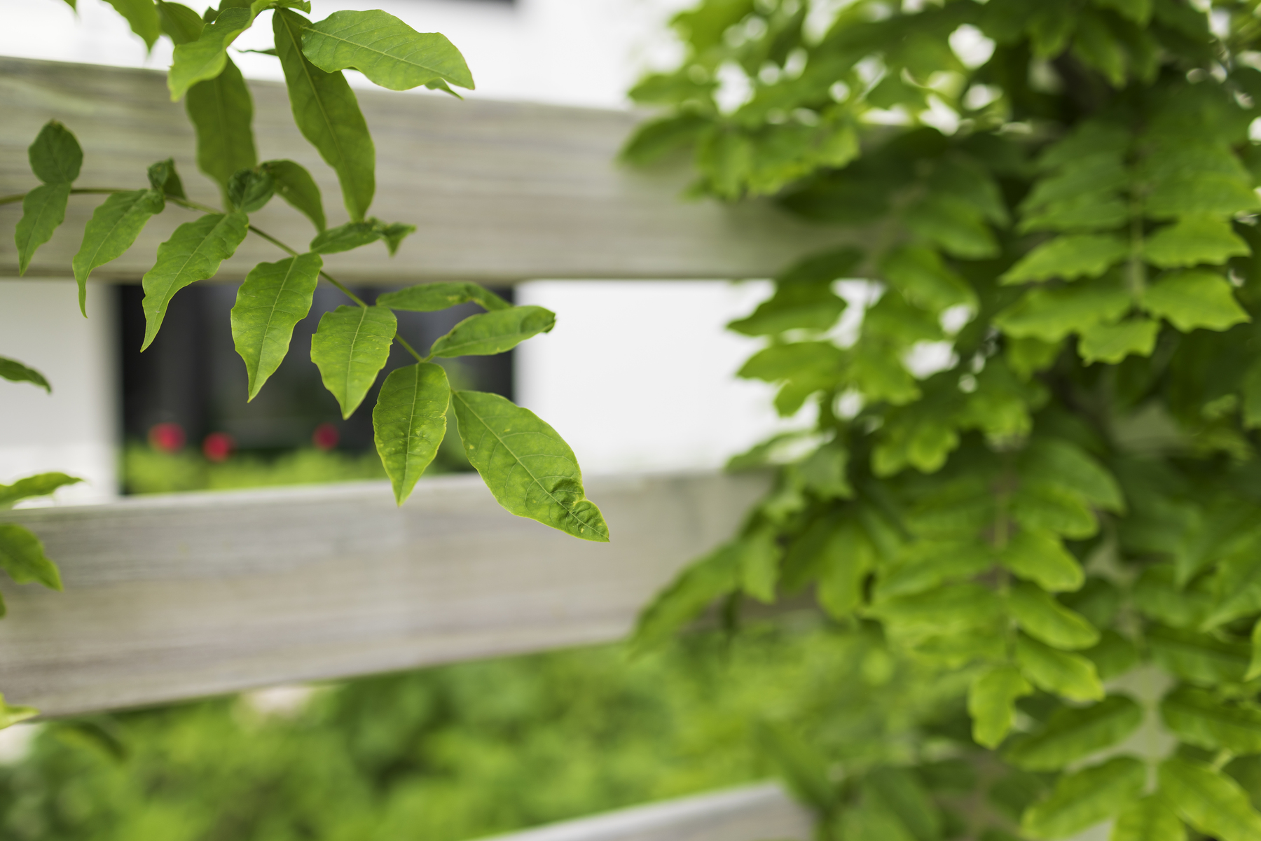 Grenzfälle im Garten: Was bei Schattenwurf, Lärm und Grillgeruch gilt [premium]