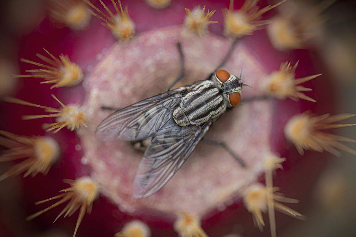 "Fliege entspannt sich auf Kaktus", heißt dieses Bild. "Ich war gerade mit meinem kleinen Sohn spazieren, um für einen kurzen Moment dieser ganzen Pandemiesituation zu entkommen", erzählt die Spanierin, die es gemacht hat. "Da hielt er plötzlich inne und fokussierte etwas. Er mag Insekten sehr." Bei diesem Foto wurde ihr klar, dass es die kleinen Details sind, die wirklich wichtig sind.