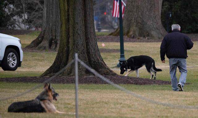 Seit dem Ende der Präsidentschaft von Barack Obama hatten im Weißen Haus keine "First Dogs" mehr gelebt. 