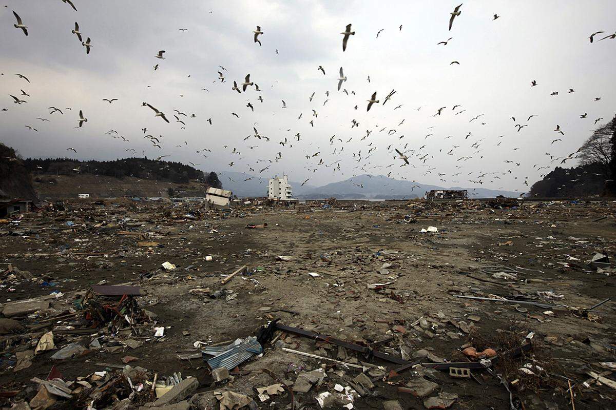 Mittwoch (30. März): Möwe über der zerstörten Stadt Kesennuma.