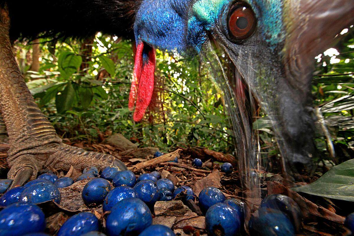 Christian Ziegler, Deutschland.  16. November 2012, Black Mountain Road, Australien: Der Helmkasuar ist der zweitgrößte Vogel Australiens und vom Aussterben bedroht. Die Vogelart ist wichtig für den Regenwald im Norden Australiens, weil der Helmkasuar viele, auch große Samen über weite Strecken tragen kann.