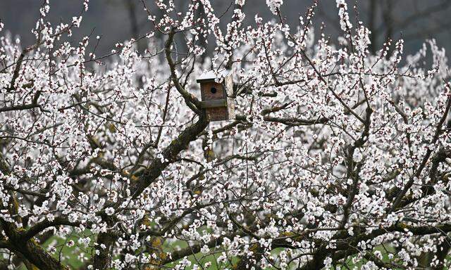 Die Blütezeit der Wachauer Marillenbäume neigt sich dem Ende zu.