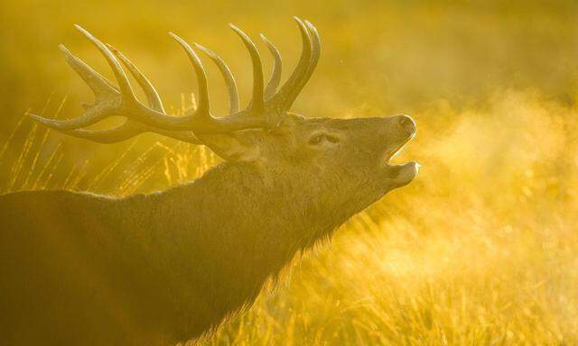 Rothirsch Rot Hirsch Edelhirsch Edel Hirsch Rotwild Rot Wild Cervus elaphus roehrender Hirsc