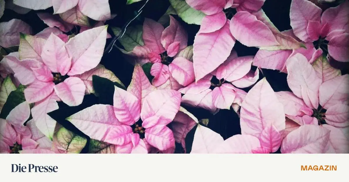 so-h-lt-der-weihnachtsstern-m-glichst-lange-premium