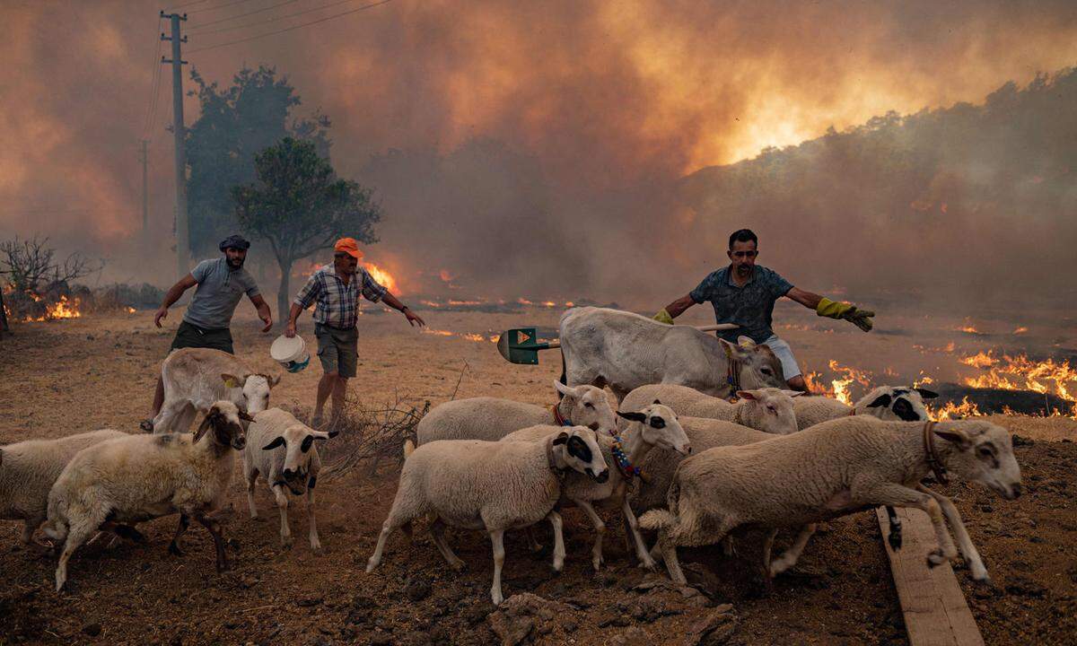 Landwirte der Region berichteten, sie hätten teilweise ihr Vieh dem Feuer überlassen müssen und all ihr Hab und Gut verloren - hier ein Bild aus Mugla.  