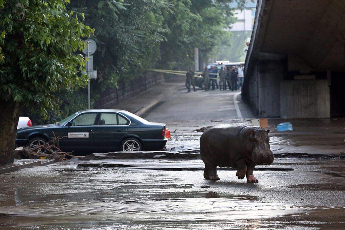 Manche standen durch die kaputten Anlagen plötzlich im Straßenverkehr, wie dieses Nilpferd unmittelbar nach den Unwettern am Sonntag.