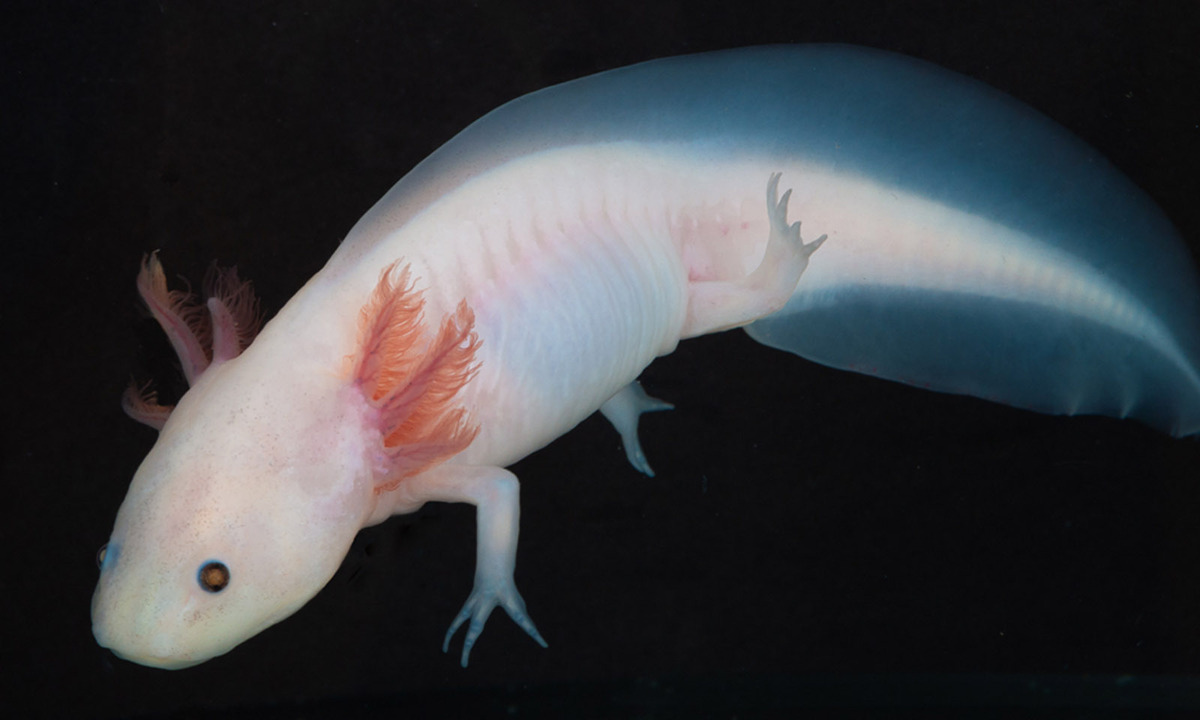 Dem Axolotl wachsen amputierte Körperteile vollständig und funktionsfähig nach.