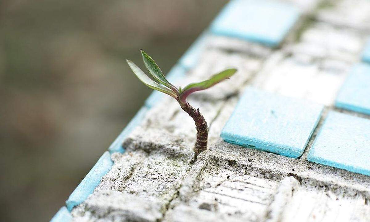 Tipp 6: Zum Start kann sich der Status Kleinunternehmer lohnenKleinunternehmer haben den Vorteil, auf ihren Rechnungen keine Umsatzsteuer (=Mehrwertsteuer) ausweisen zu müssen. Im Gegenzug bekommen sie auch keine Vorsteuer erstattet, also jene Umsatzsteuer, die Unternehmen bei ihren Einkäufen bezahlen.   Wichtig für Freelancer: Vor allem im ersten Jahr der Gründung sind die Vorsteuererstattungen dank neuer  Ausstattung und Anschaffungen hoch. Aber: Verzichtet man zu Beginn auf die Kleinunternehmerregelung, gilt diese Entscheidung für fünf Kalenderjahre. Daher sollte man sich zu Beginn der Tätigkeit vom Steuerberater genau sagen lassen, welcher Status der günstigste ist.