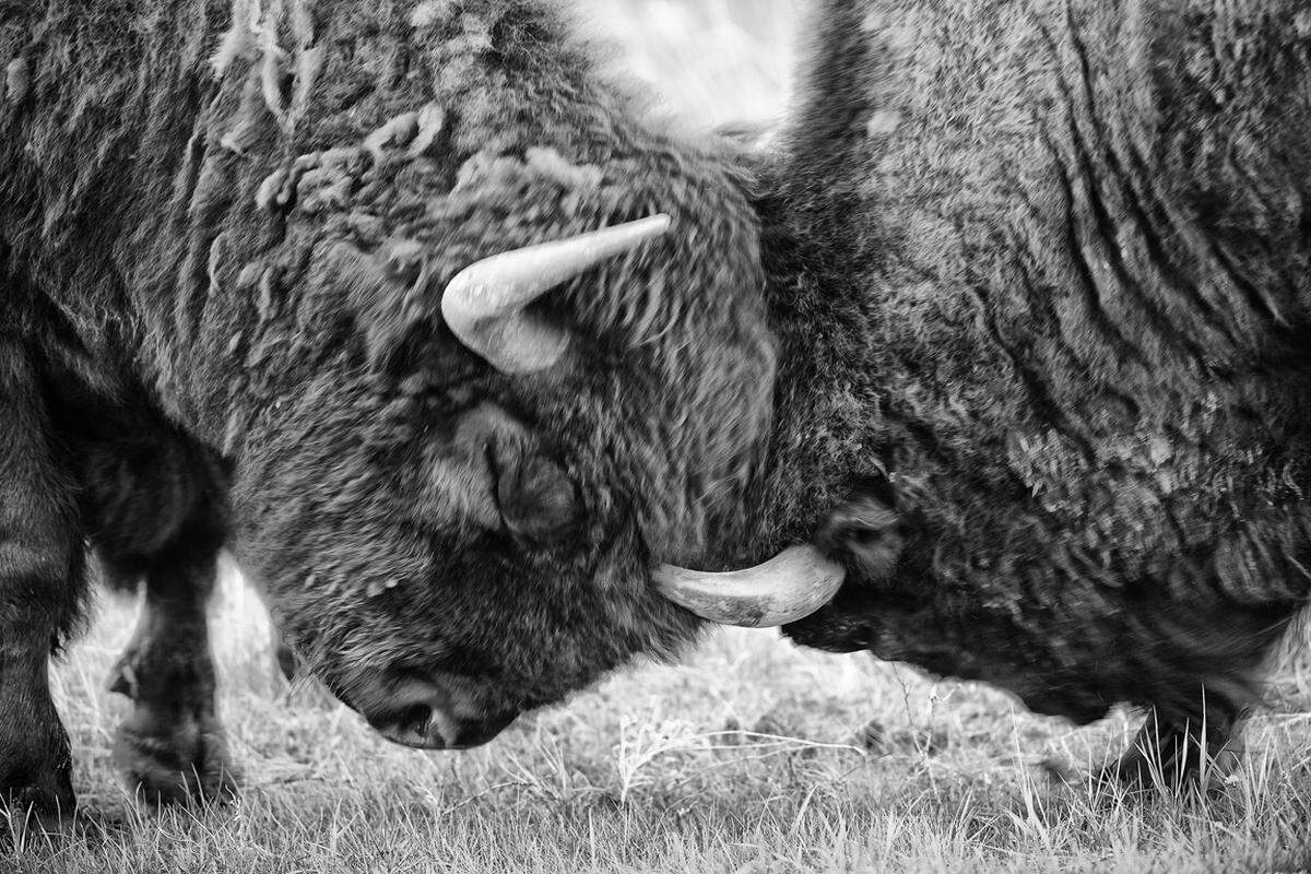 Schließlich sei der Bestand an wilden Bisons innerhalb von 30 Jahren von zumindest 30 Millionen auf 23 Stück reduziert worden.