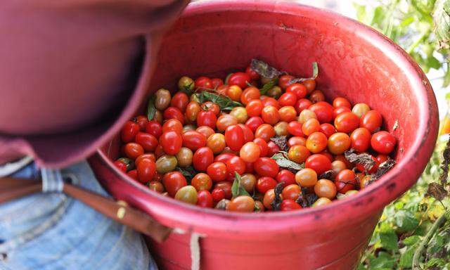 Hunderte Kilo Tomaten würden jede Woche weggeworfen, weil sie die falsche Form haben und von Kunden nicht gekauft würden. "Unverschwendet" rettet sie davor - zumindest einen Teil davon.