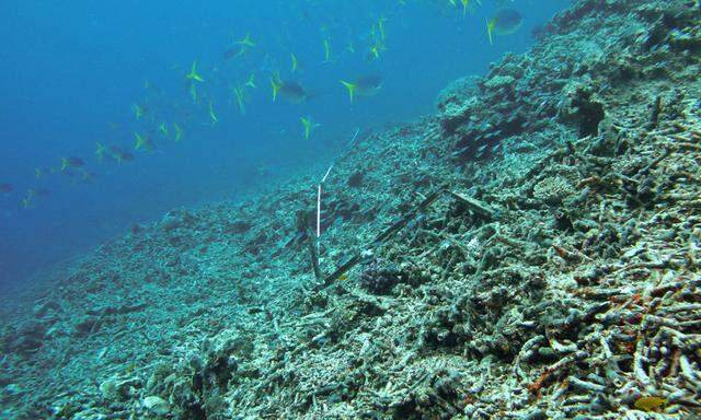 Korallenriff vernachlaessigt Australien gesteht