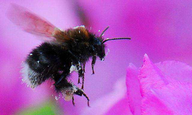 Hummel im Flug