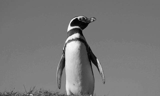 Magellan-Pinguin, benannt nach seiner Heimat, der Terra Magellanica, benannt nach dem Weltumsegler.
