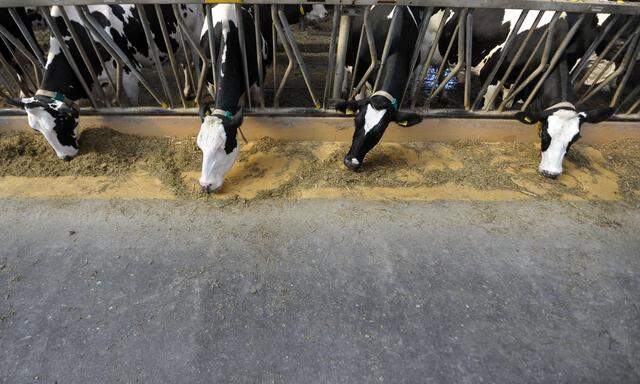 Laut den Milchbauernverbänden existiert ein Drittel der Milchkühe, die in den Genuss von Subventionen gelangen, nur auf dem Papier.