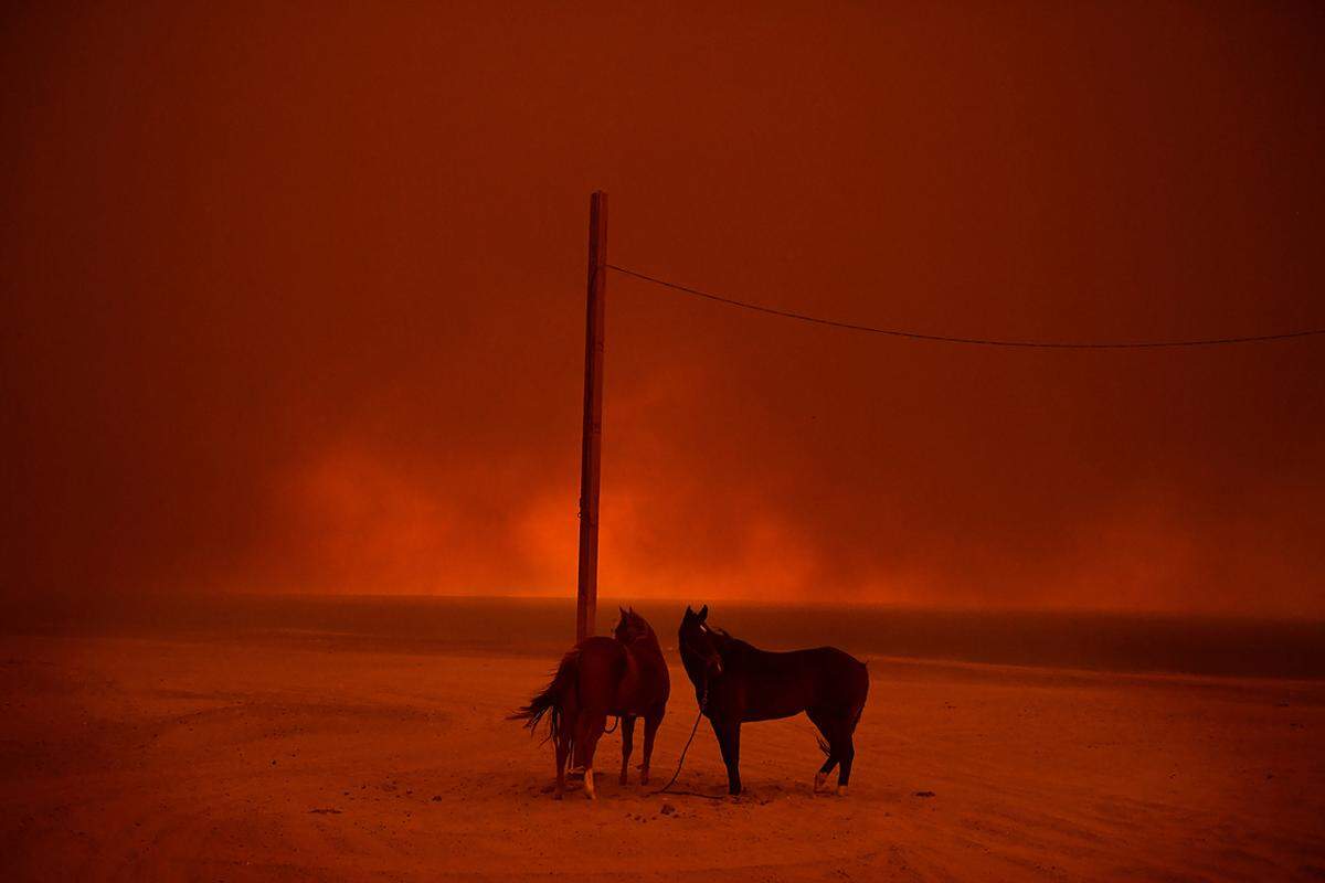 Wally Skalij fing für die "Los Angeles Times" die Waldbrände in Kalifornien 2018 ein. Es waren die verheerendsten in der Geschichte der USA. 676 Hektar Land verbrannten. Hier sind man zwei Pferde am Zuma Beach. Hinter ihnen der Rauch der Feuer.