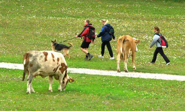 Ein Verhaltenskodex für Wanderer, Spaziergänger und Touristen, die auf Almen unterwegs sind, soll ausgearbeitet werden.